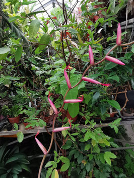 Tillandsia flexuosa var. vivipara