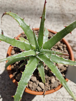 Hechtia spec. Perote