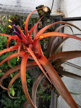 Tillandsia capitata "Hermosa"