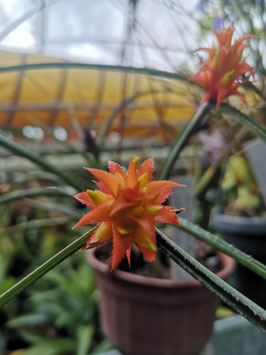 Acanthostachys strobilacea