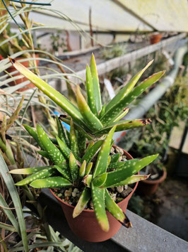 Gasteria "Boomslang"
