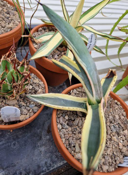 Agave x Nigra "White Shark"