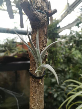 Tillandsia "Mystic Trumpet"