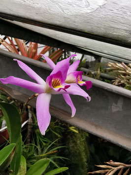 Laelia anceps Tipo