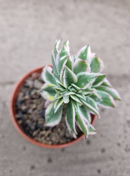 Aeonium "Sunburst" cristata
