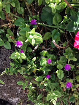 Aptenia cordifolia