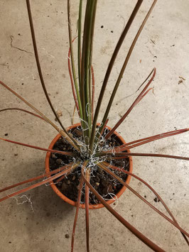 Agave ornithobroma