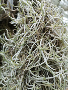 Tillandsia mollis