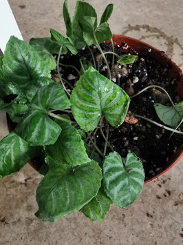Viola selkirkii variegata