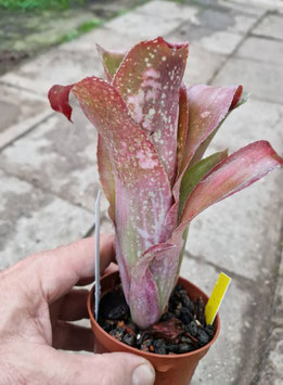 Billbergia "Tequila Sunset"