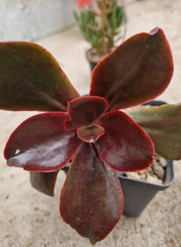 Echeveria "Mahogany Rose"?