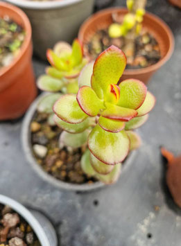Crassula ovata "Minima"