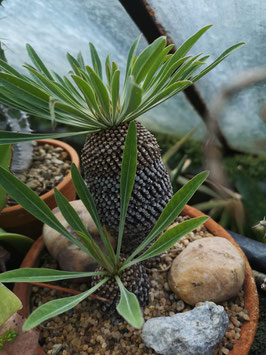 Euphorbia bupleurifolia