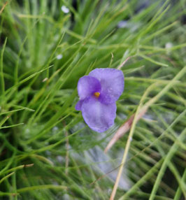 Tillandsia mallemontii