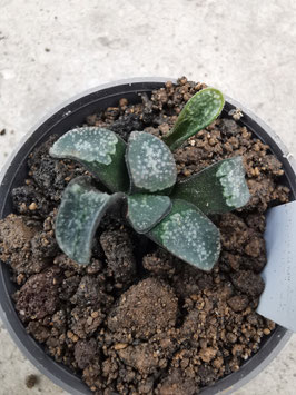 Hawothia groenewaldii