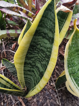 Sansevieria trifasciata "Laurentii"