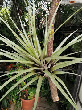 Tillandsia myriantha