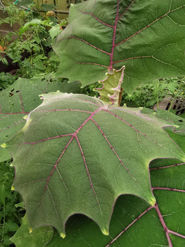 Solanum quitoense
