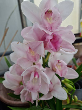 Cymbidium Hybride "Weiß und Pink"