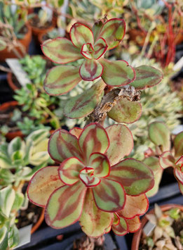 Echeveria nodulosa