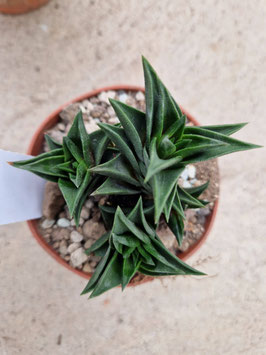 Haworthia viscosa