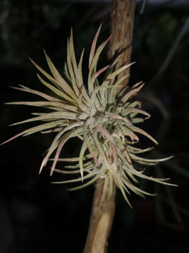 Tillandsia ionantha "Pleiades"