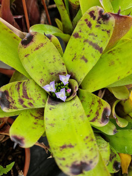 Neoregelia "Cricket"