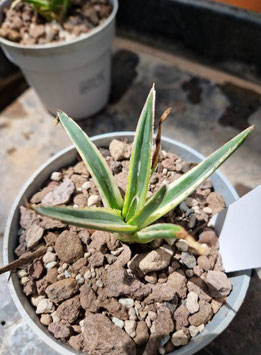 Agave victoria-reginae "White Mountain"