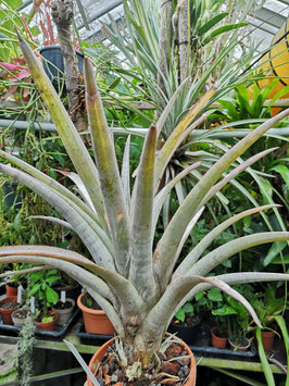 Tillandsia marnier-lapostollei