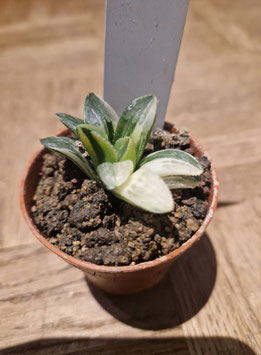 Haworthia retusa variegata