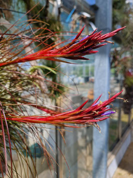 Tillandsia festucoides