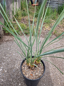 Yucca recurvifolia x linearifolia