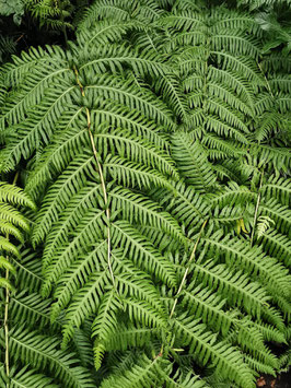 Woodwardia radicans