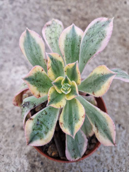 Aeonium "Sunburst"