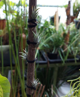 Tillandsia gerdae