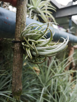 Tillandsia mitlaensis