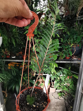 Drynaria rigidula