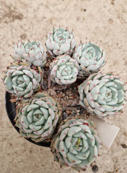 Echeveria derenbergii