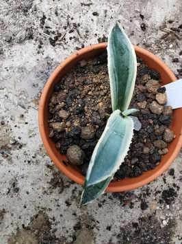 Agave chiapensis marginata