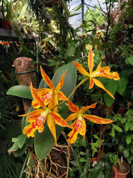 x Epicanthe "Volcano"