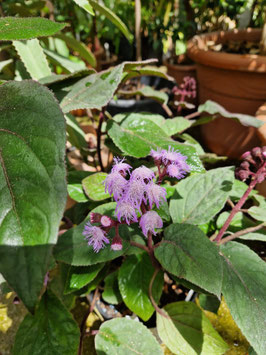 Bartlettina sordida