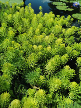 Myriophyllum aquaticum
