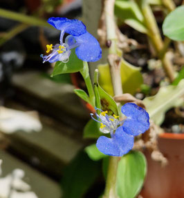 Commelina spec.