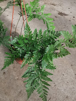 Davallia mariesii ssp. stenolepis
