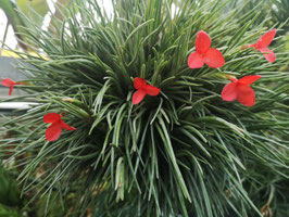 Tillandsia albertiana