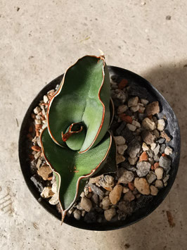 Sansevieria ehrenbergii "Banana"