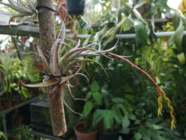 Tillandsia karwinskyana