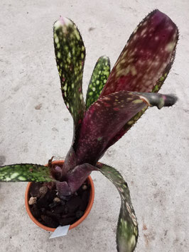 Billbergia "Kolan Magic"