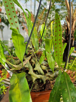 Lecanopteris sinuosa