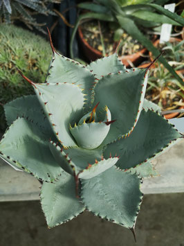 Agave pygmaea cv. "Dragon Toes"